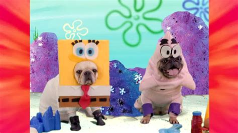 spongebob facebook|spongepug pawpants facebook.